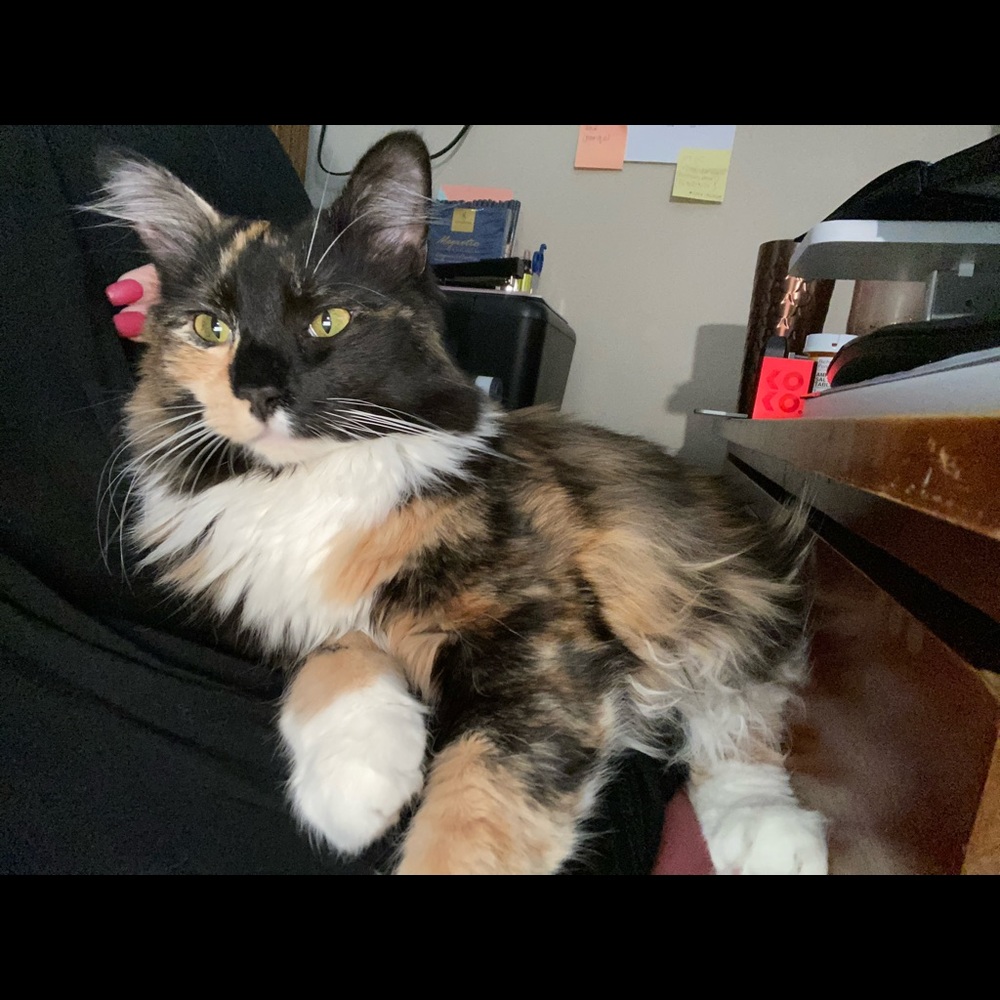 Meet your Posher, Richele